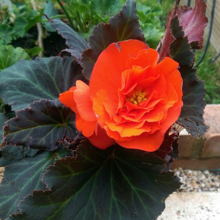Begonia Nonstop Mocca Deep Orange (Nonstop Mocca Series) in the GardenTags plant encyclopedia Tuberous Begonia Nonstop Mocca Deep Orange in the GardenTags plant encyclopedia