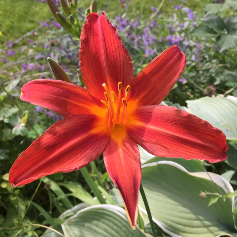 Hemerocallis Sammy Russell in the GardenTags plant encyclopedia Daylily Sammy Russell in the GardenTags plant encyclopedia