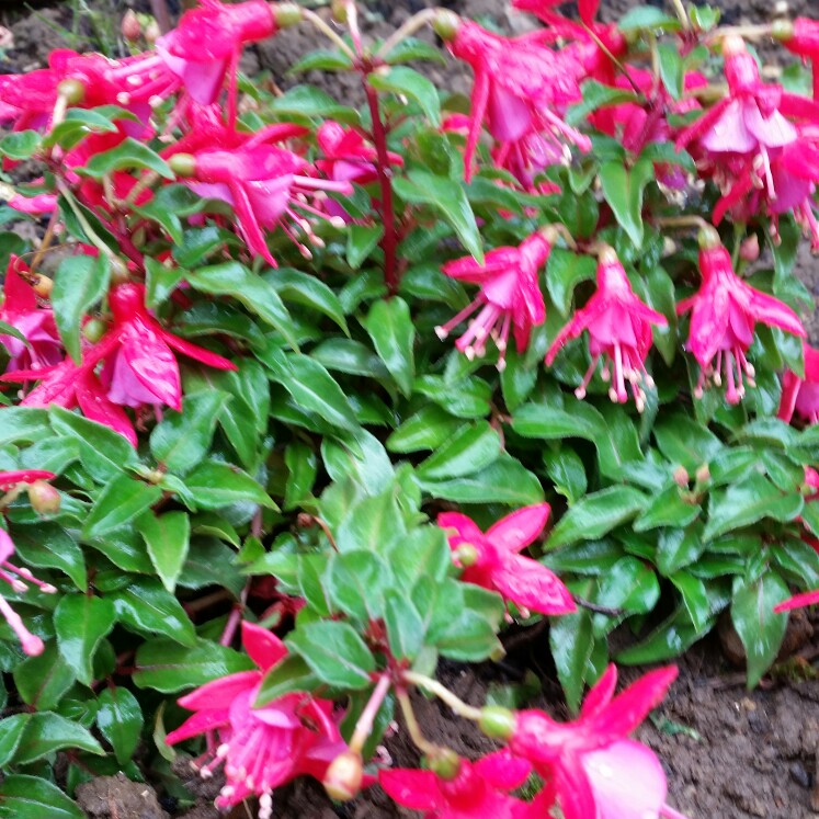 Fuchsia Shadowdancers Yolanda in the GardenTags plant encyclopedia Fuchsia Shadowdancers Yolanda in the GardenTags plant encyclopedia