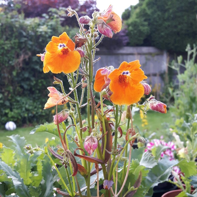 Nemesia strumosa Orange in the GardenTags plant encyclopedia Nemesia strumosa Orange in the GardenTags plant encyclopedia
