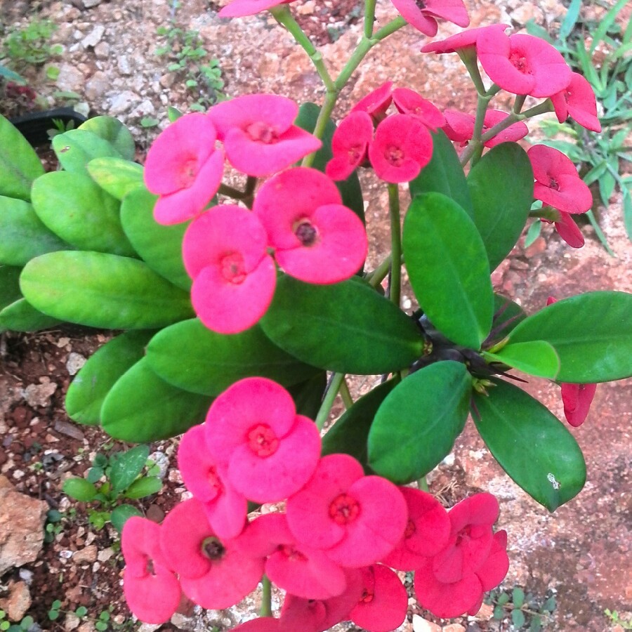 Euphorbia milii - Miniature Variety in the GardenTags plant encyclopedia Crown Of Thorns - Miniature Variety in the GardenTags plant encyclopedia