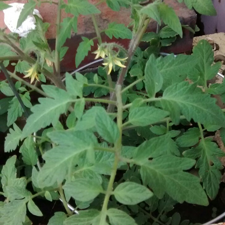 Solanum Lycopersicum Parks Whopper in the GardenTags plant encyclopedia Tomato Parks Whopper (Beefsteak Tomato) in the GardenTags plant encyclopedia