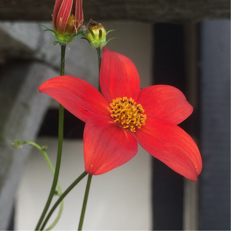 Bidens triplinervia Hawaiian Flare Series Red Drop in the GardenTags plant encyclopedia Bidens Red Drop in the GardenTags plant encyclopedia