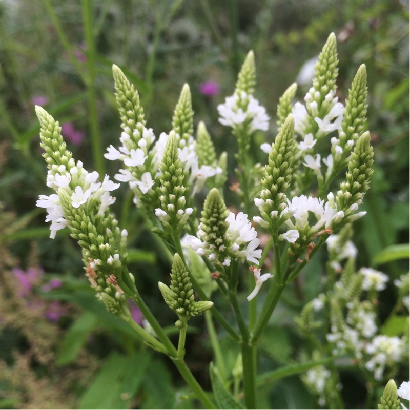 Verbena hastata Alba in the GardenTags plant encyclopedia Verbena Hastata Alba in the GardenTags plant encyclopedia