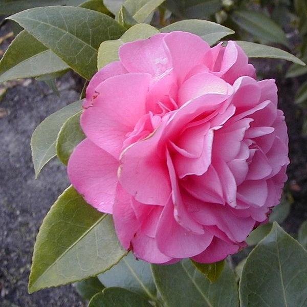 Camellia x williamsii Joan Trehane in the GardenTags plant encyclopedia Camellia Joan Trehane in the GardenTags plant encyclopedia