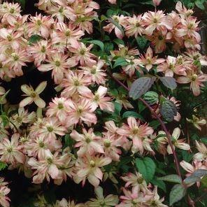 Clematis montana Marjorie in the GardenTags plant encyclopedia Clematis Marjorie in the GardenTags plant encyclopedia