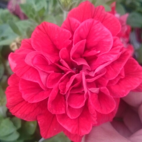 Petunia Tumbelina Inga (Tumbelina Series) syn. Petunia Inga in the GardenTags plant encyclopedia Petunia Tumbelina Inga in the GardenTags plant encyclopedia