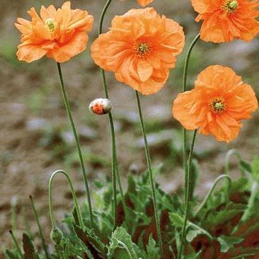 Papaver rupifragum Tangerine Dream in the GardenTags plant encyclopedia Poppy Tangerine Dream in the GardenTags plant encyclopedia