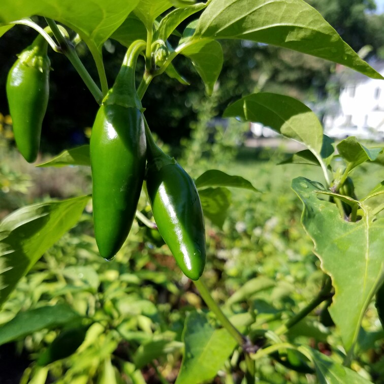 Chilli Pepper Biker Billy in the GardenTags plant encyclopedia