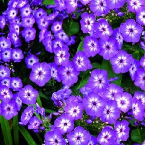Phlox paniculata Volcano Purple in the GardenTags plant encyclopedia Phlox Volcano Purple in the GardenTags plant encyclopedia