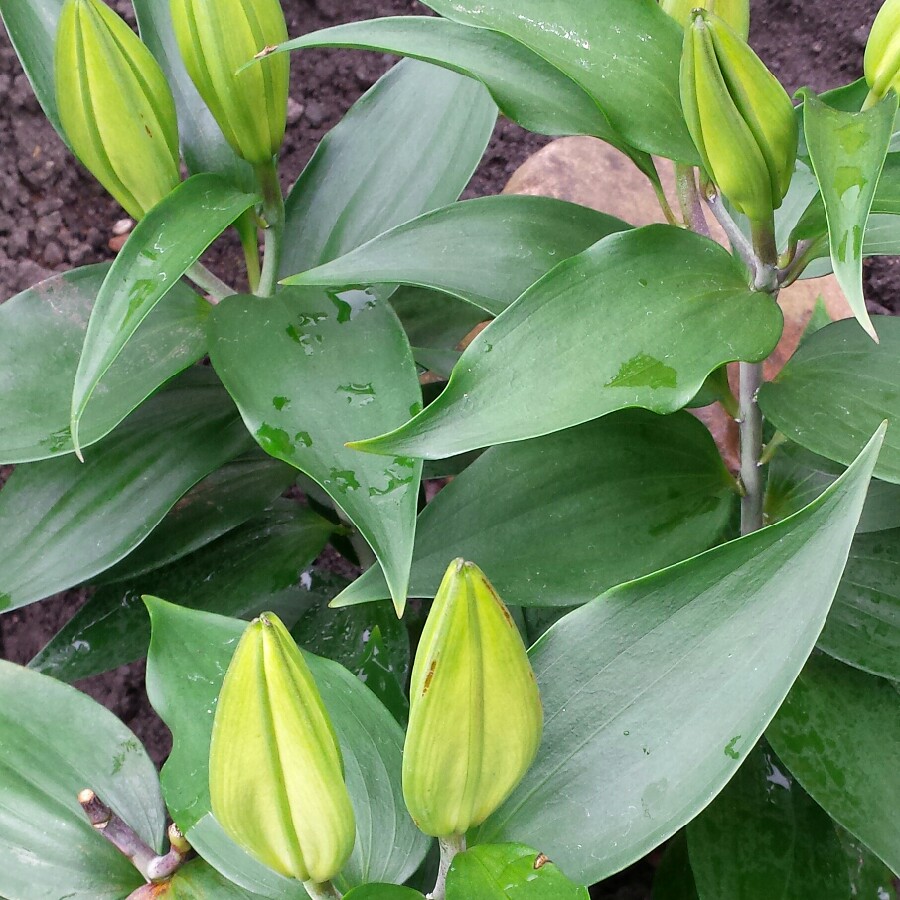 Lilium Starlight Express in the GardenTags plant encyclopedia Lily Starlight Express (Oriental) in the GardenTags plant encyclopedia