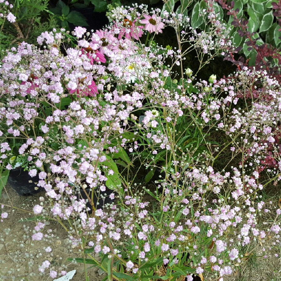 Gypsophila paniculata Rose, Pink Baby's Breath