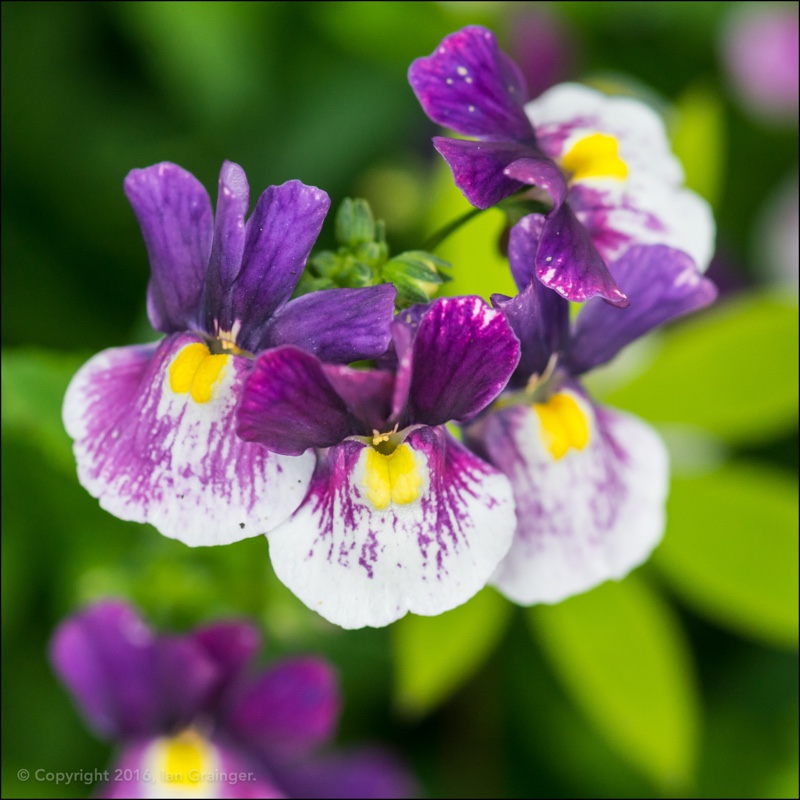 Nemesia fruticans Blue Bicolour in the GardenTags plant encyclopedia Nemesia Blue Bicolour in the GardenTags plant encyclopedia