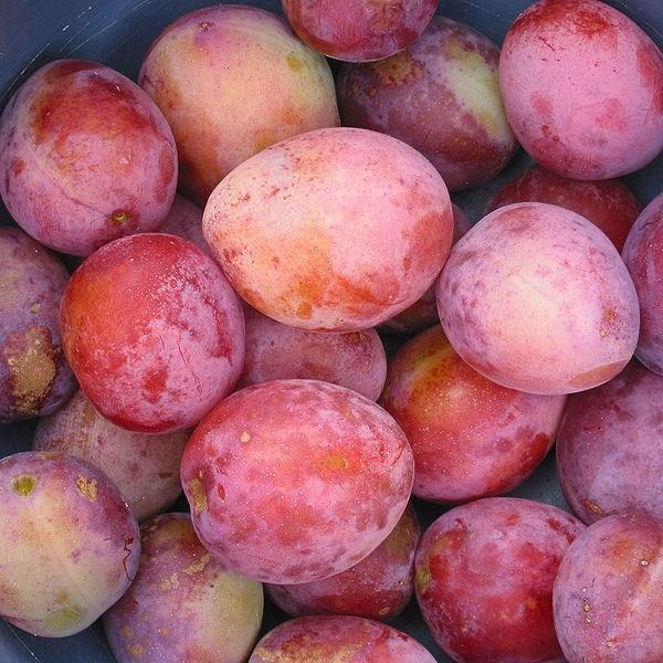 Prunus domestica Victoria in the GardenTags plant encyclopedia Plum Victoria in the GardenTags plant encyclopedia