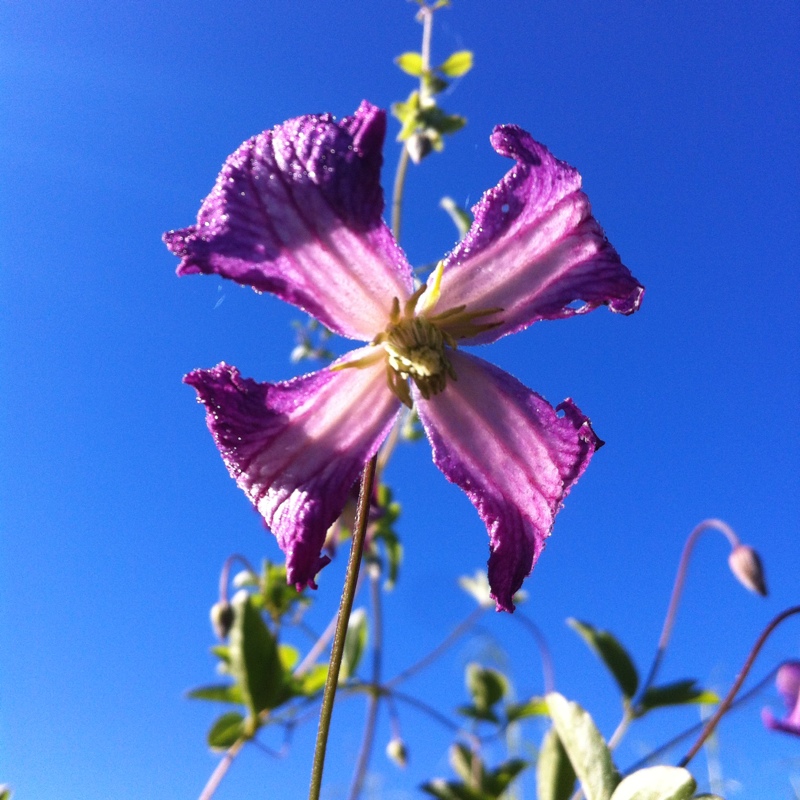 Clematis viticella Minuet in the GardenTags plant encyclopedia Clematis Minuet in the GardenTags plant encyclopedia
