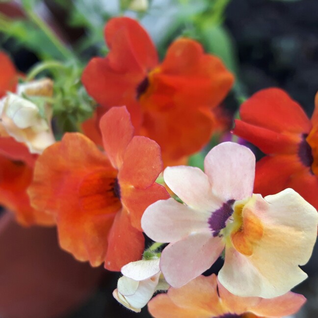 Nemesia Lyric Orange in the GardenTags plant encyclopedia Nemesia Lyric Orange in the GardenTags plant encyclopedia