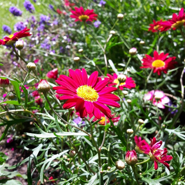 Argyranthemum Madeira Cherry Red syn Bonmadcher in the GardenTags plant encyclopedia Marguerite Daisy Madeira Cherry Red in the GardenTags plant encyclopedia