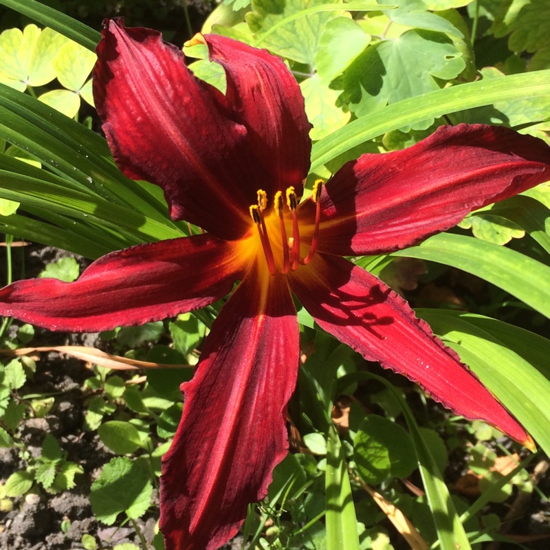 Hemerocallis Crimson Pirate in the GardenTags plant encyclopedia Daylily Crimson Pirate in the GardenTags plant encyclopedia