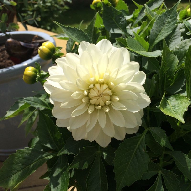 Dahlia Gallery Art Fair in the GardenTags plant encyclopedia Dahlia Gallery Art Fair (Gallery Series) in the GardenTags plant encyclopedia