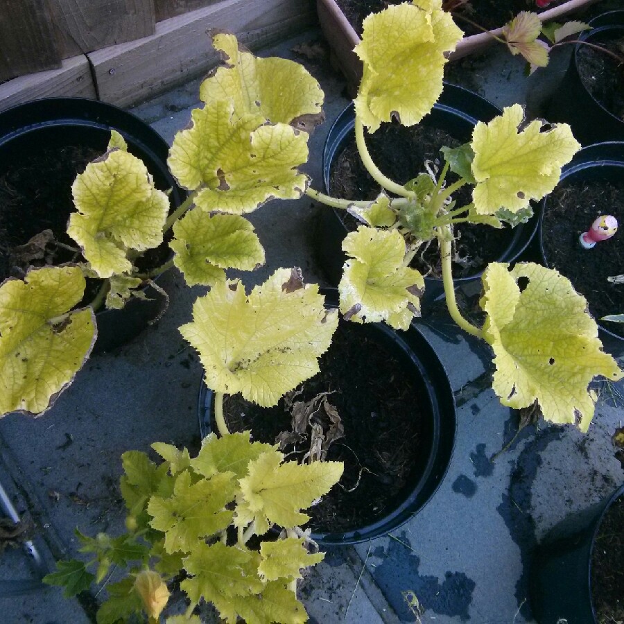 Courgette De Nice A Fruit Rond in the GardenTags plant encyclopedia