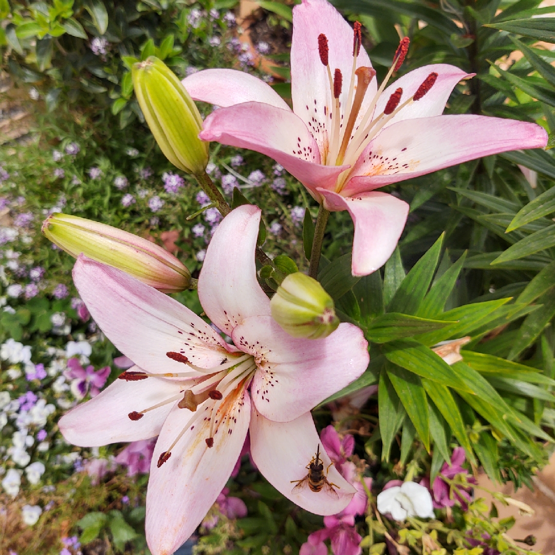 Lilium Rosellas Dream in the GardenTags plant encyclopedia Lily Rosellas Dream (Asiatic) in the GardenTags plant encyclopedia