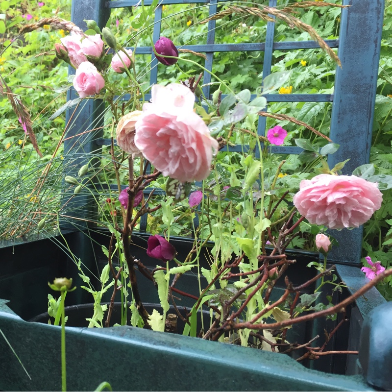 Rosa Silver Wishes in the GardenTags plant encyclopedia Rose Silver Wishes in the GardenTags plant encyclopedia