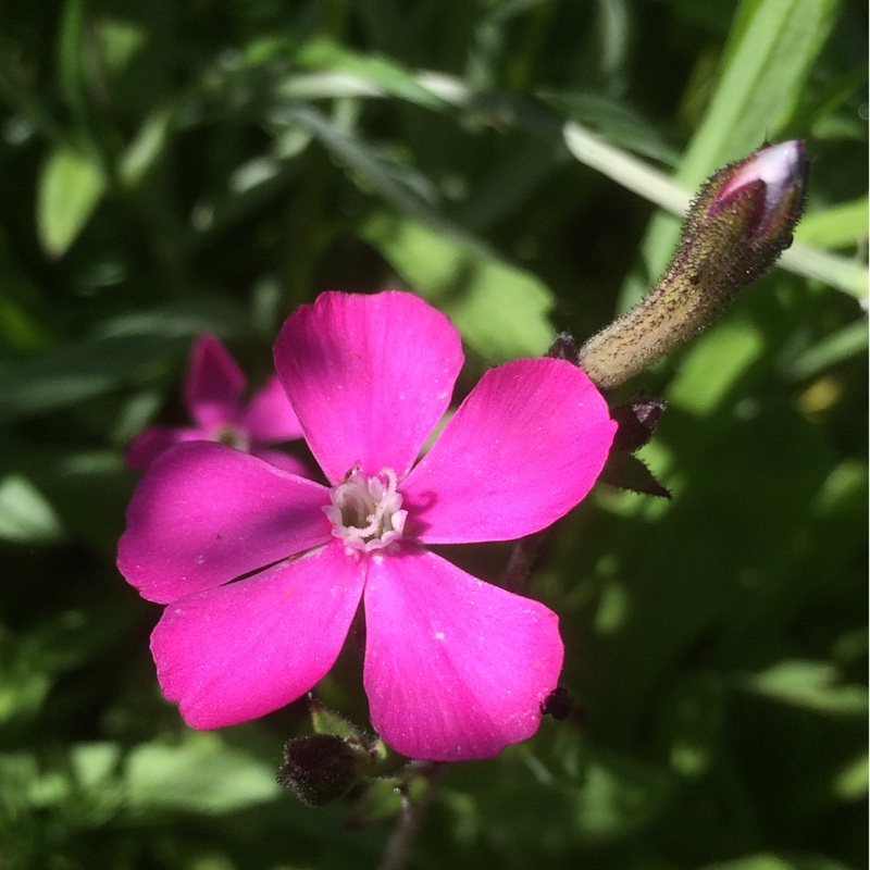 Silene pendula in the GardenTags plant encyclopedia Nodding Catchfly in the GardenTags plant encyclopedia
