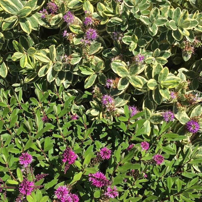 Shrubby Veronica in the GardenTags plant encyclopedia