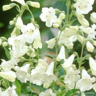 Penstemon Snowstorm in the GardenTags plant encyclopedia Beardtongue Snowstorm in the GardenTags plant encyclopedia