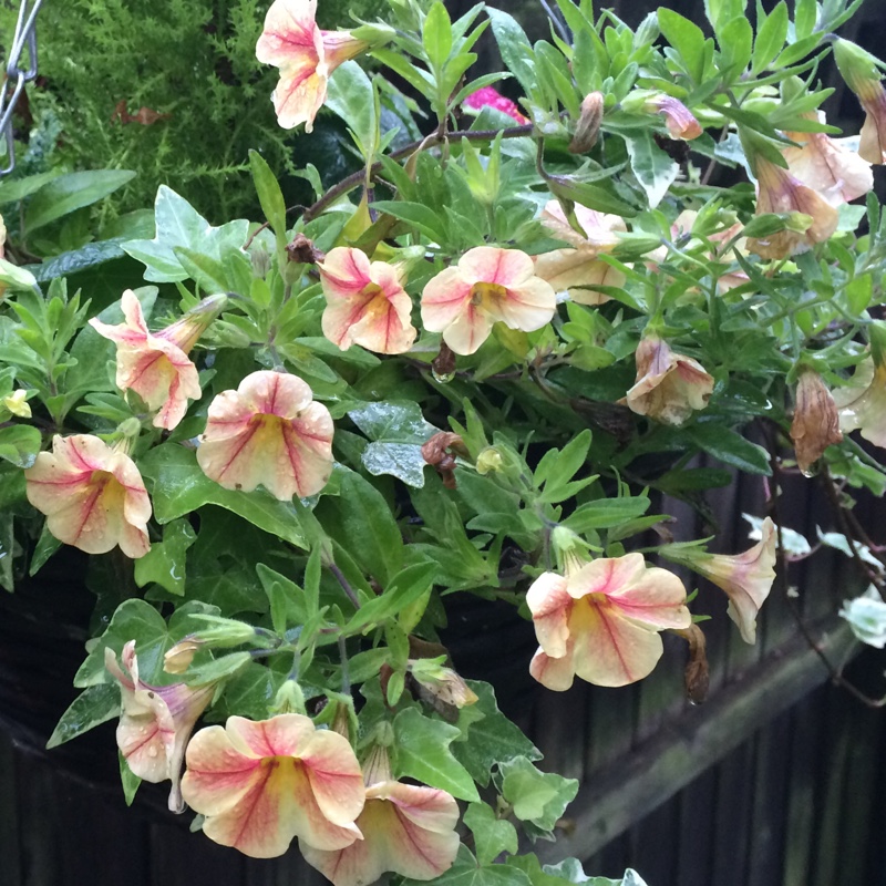 Calibrachoa Volcano Sunrise in the GardenTags plant encyclopedia Million Bells Volcano Sunrise in the GardenTags plant encyclopedia