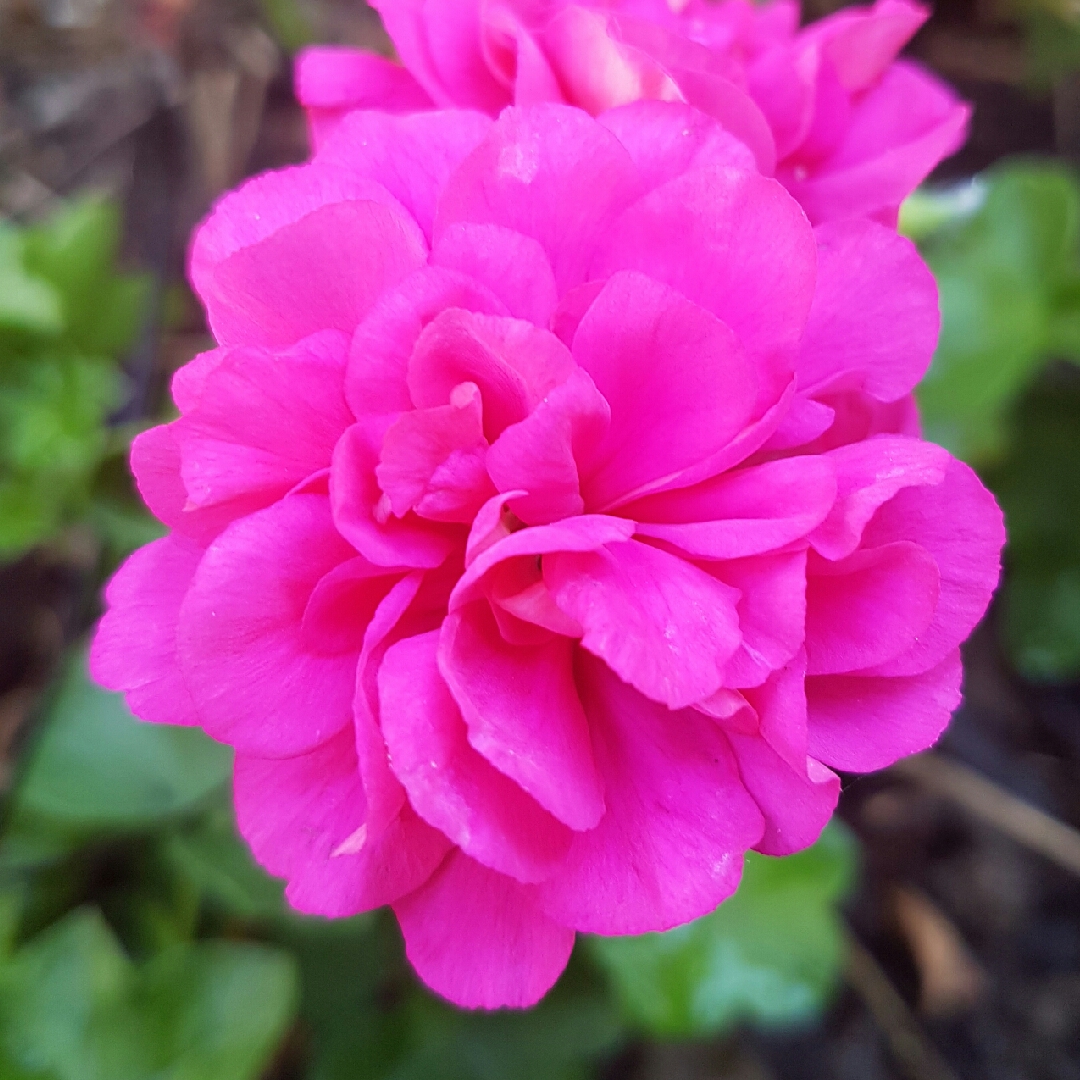 Pelargonium Blue Sybil (Ivy Leaved Double) in the GardenTags plant encyclopedia