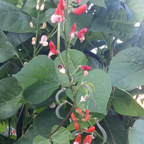Phaseolus coccineus Painted Lady in the GardenTags plant encyclopedia Runner Bean Painted Lady in the GardenTags plant encyclopedia