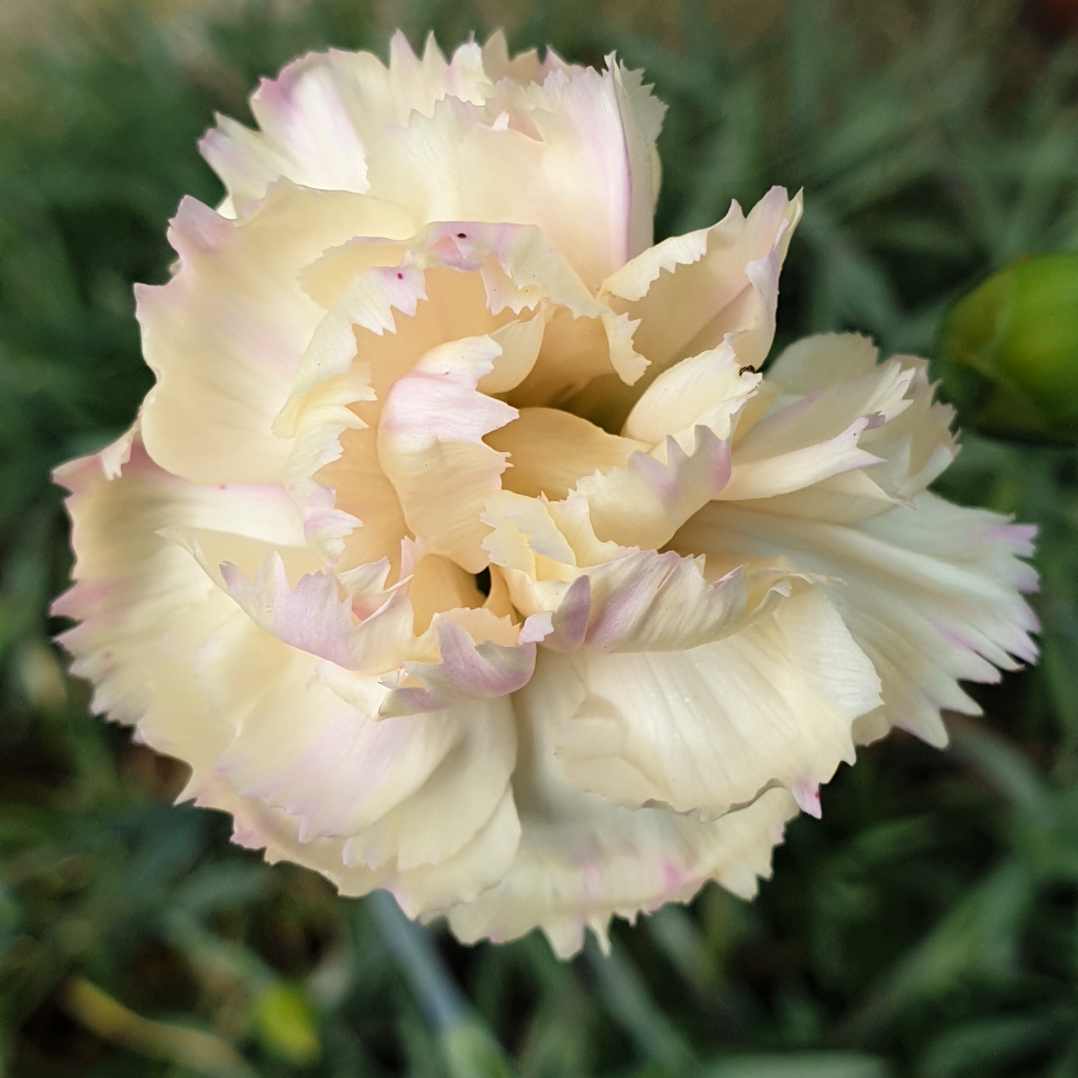 Dianthus Devon Cream syn. Dianthus plumarius Devon Cream in the GardenTags plant encyclopedia Pink Devon Cream in the GardenTags plant encyclopedia