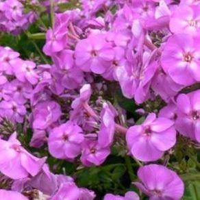 Phlox paniculata Lilac Flame in the GardenTags plant encyclopedia Phlox Lilac Flame in the GardenTags plant encyclopedia