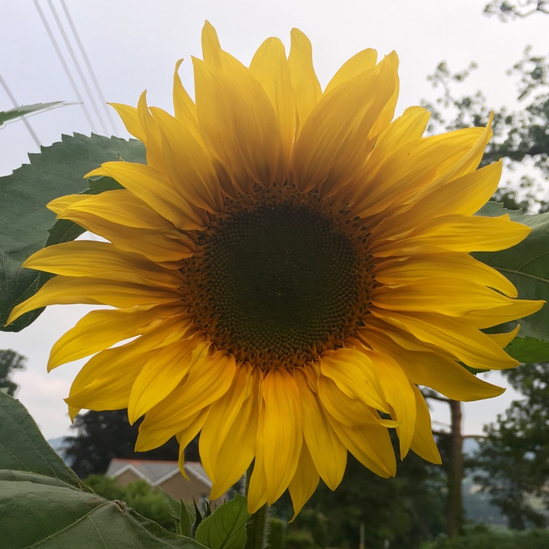 Helianthus annuus Giant Single in the GardenTags plant encyclopedia Sunflower Giant Single in the GardenTags plant encyclopedia