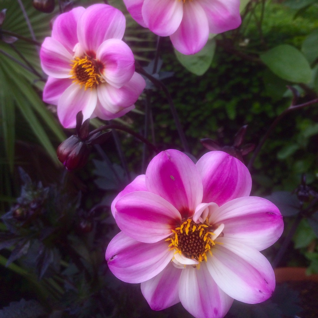 Dahlia Bishop of Leicester in the GardenTags plant encyclopedia Dahlia Bishop of Leicester (Misc) in the GardenTags plant encyclopedia
