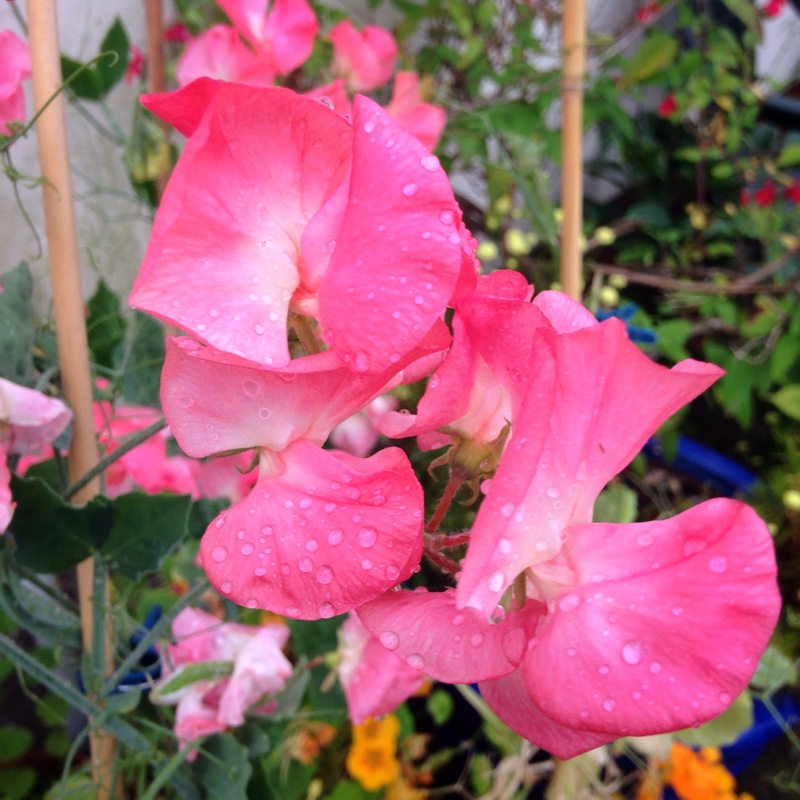 Lathyrus Odoratus Terry Wogan in the GardenTags plant encyclopedia Sweet Pea Terry Wogan in the GardenTags plant encyclopedia