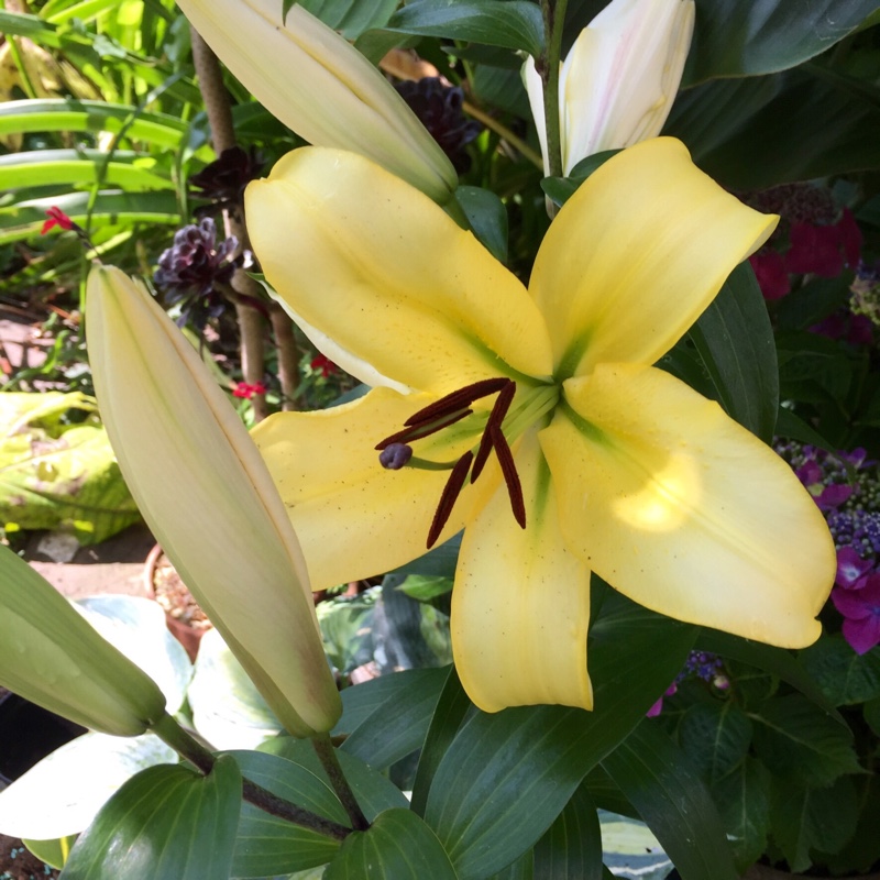 Lilium Honeymoon in the GardenTags plant encyclopedia Lily Honeymoon (Other) in the GardenTags plant encyclopedia