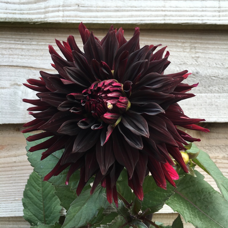Dahlia Black Jack (Semi-cactus) in the GardenTags plant encyclopedia