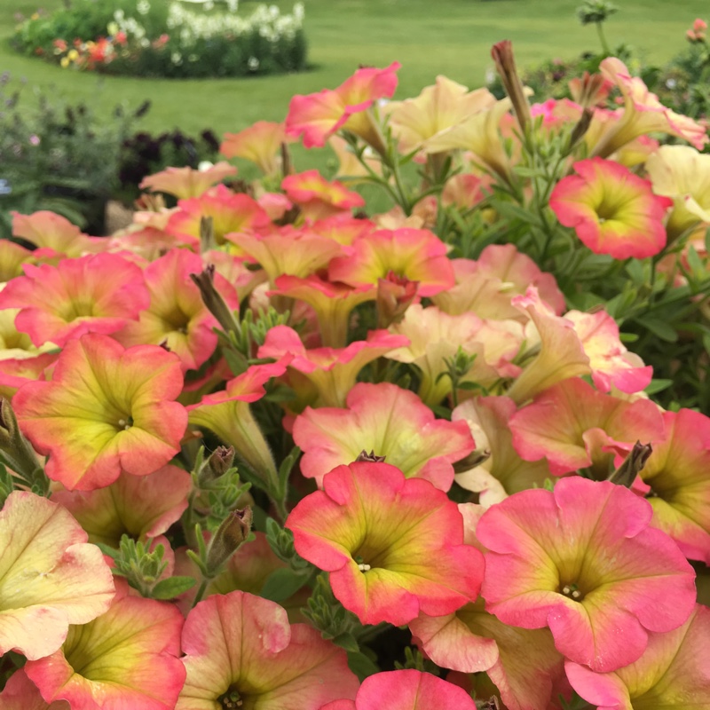 Petunia Cremissimo in the GardenTags plant encyclopedia Petunia Cremissimo in the GardenTags plant encyclopedia