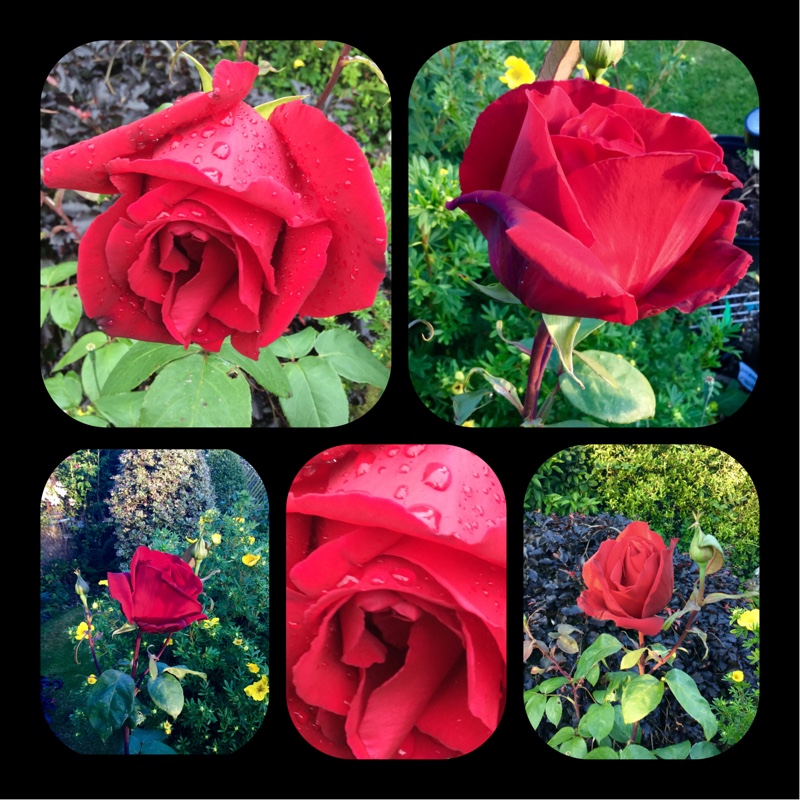 Rosa National Trust in the GardenTags plant encyclopedia Hybrid Tea Rose National Trust in the GardenTags plant encyclopedia