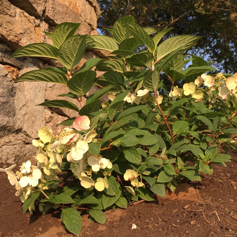 Hydrangea paniculata Quick Fire in the GardenTags plant encyclopedia Quick Fire Hydrangea in the GardenTags plant encyclopedia