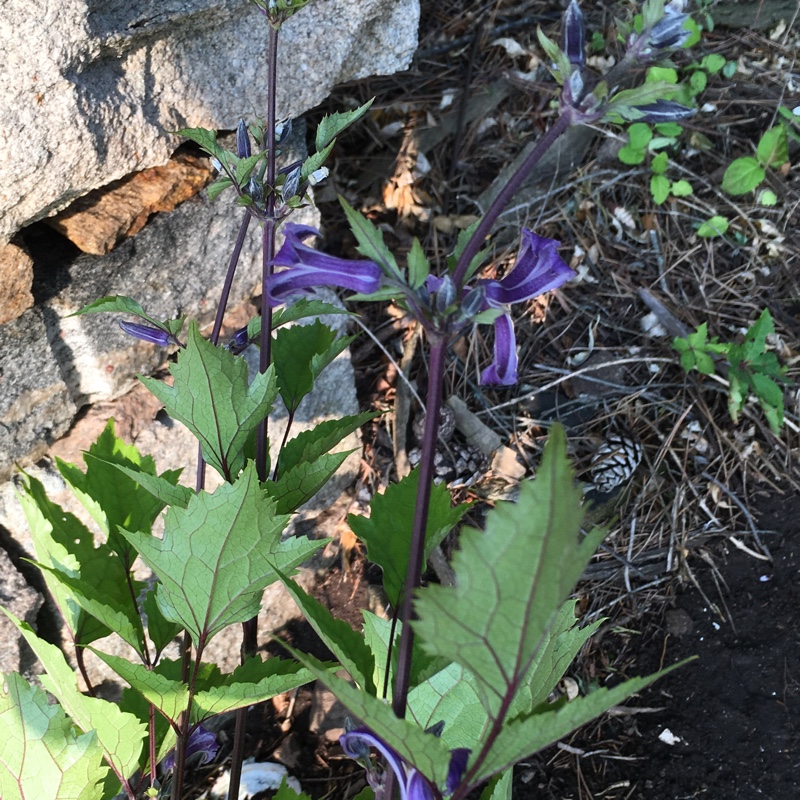 Clematis heracleifolia China Purple in the GardenTags plant encyclopedia Clematis China Purple in the GardenTags plant encyclopedia