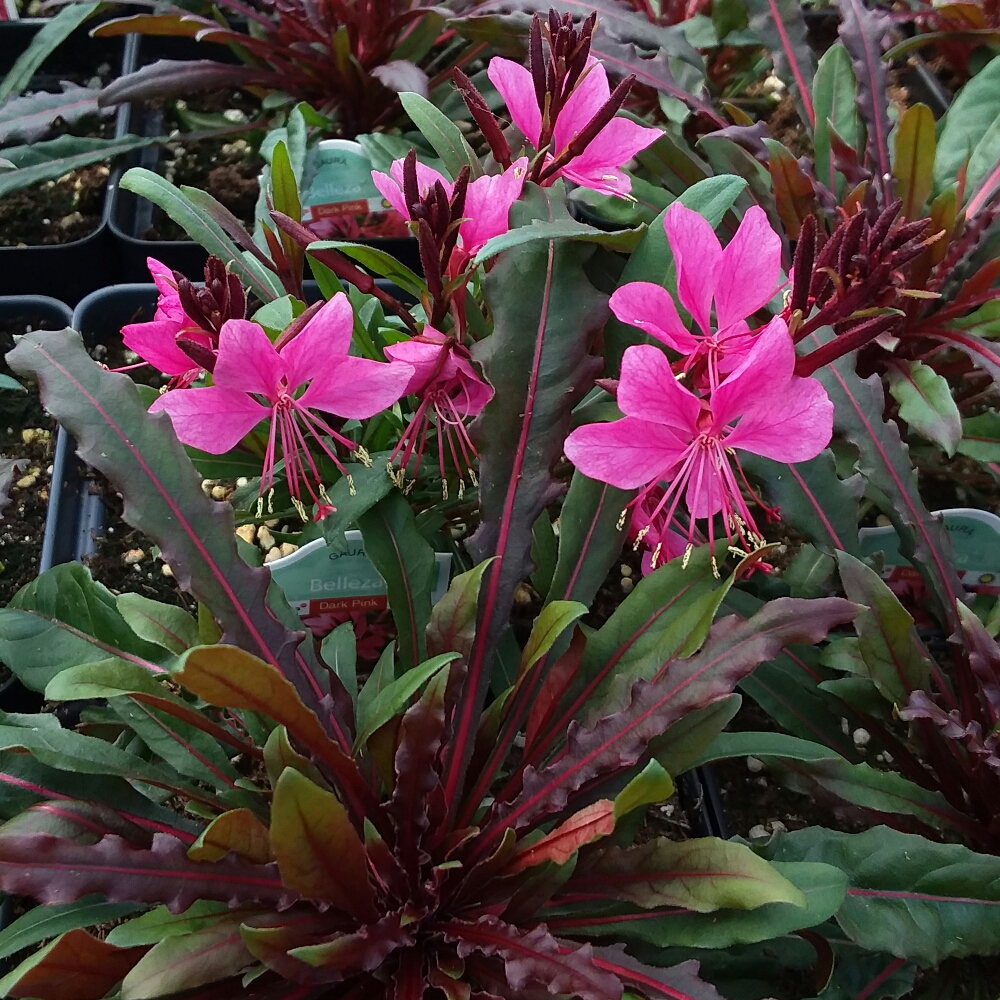 Oenothera lindheimeri Kleau04263 (Belleza Series) syn. Oenothera lindheimeri Belleza Dark Pink, Gaura lindheimeri Belleza Dark Pink in the GardenTags plant encyclopedia Lindheimers Beeblossom Belleza Dark Pink in the GardenTags plant encyclopedia