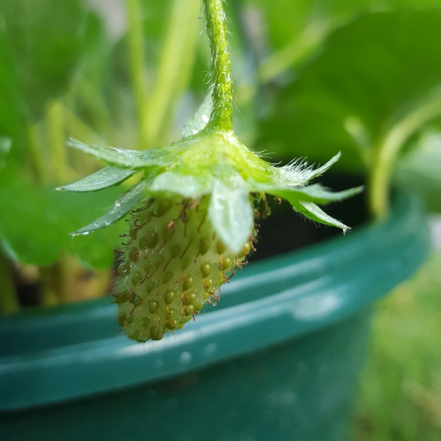 Strawberry Fragoo Pink in the GardenTags plant encyclopedia