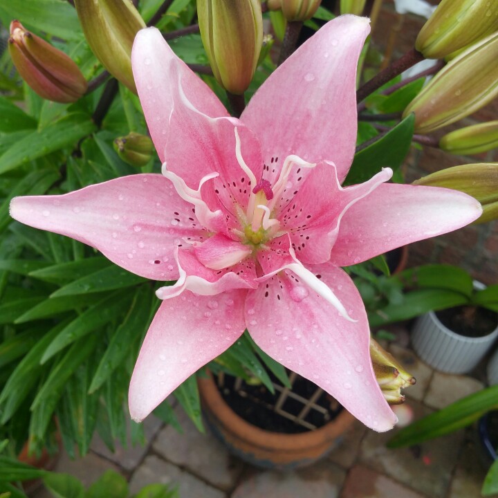 Lily Elodie (Asiatic) in the GardenTags plant encyclopedia