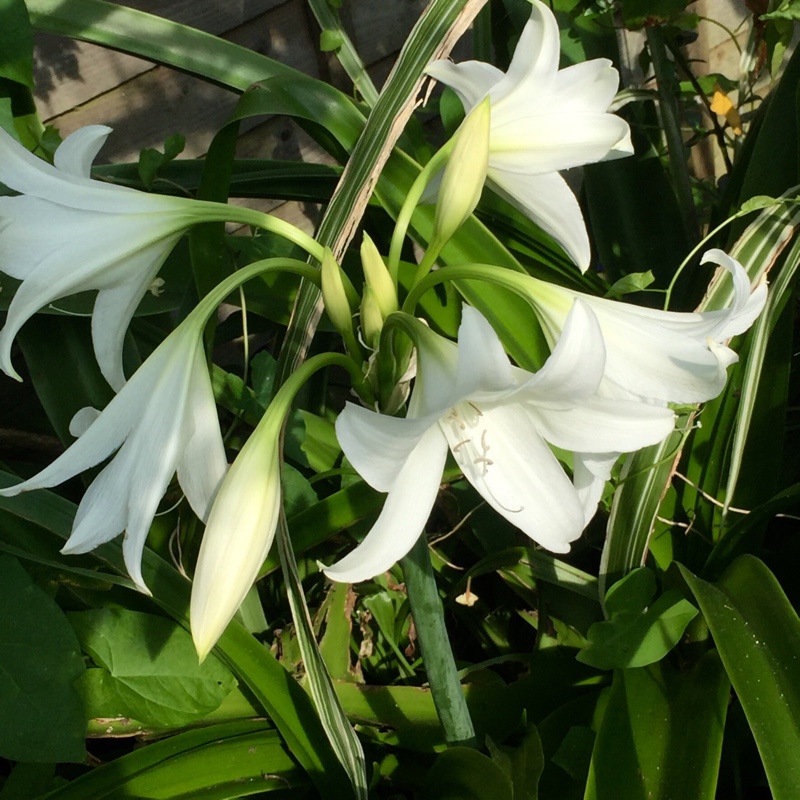 Crinum x powellii Album in the GardenTags plant encyclopedia White Swamp Lily in the GardenTags plant encyclopedia