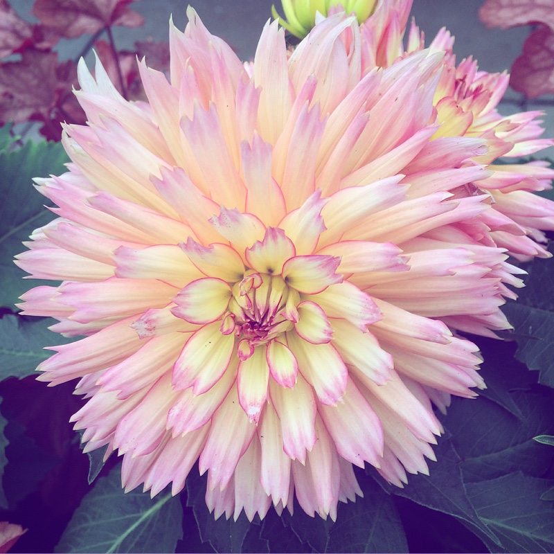 Dahlia Gallery Series in the GardenTags plant encyclopedia Dahlia Gallery Series in the GardenTags plant encyclopedia