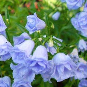 Campanula cochlearifolis Elizabeth Oliver in the GardenTags plant encyclopedia Bellflower Elizabeth Oliver in the GardenTags plant encyclopedia
