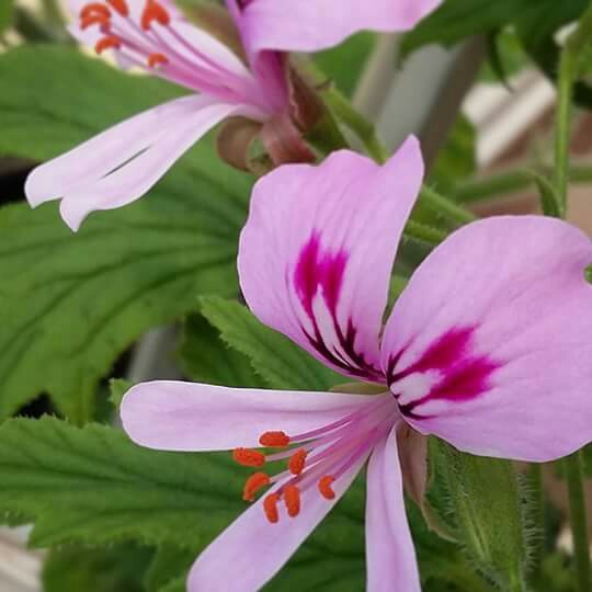 Pelargonium Mabel Grey in the GardenTags plant encyclopedia Pelargonium Mabel Grey (Scented) in the GardenTags plant encyclopedia